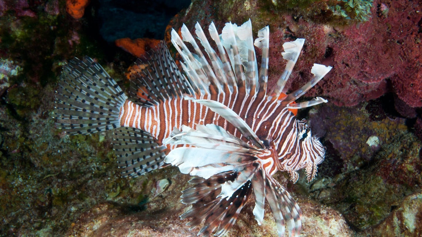 An invasive lionfish at Flower Garden Banks National Marine Sanctuary in the Gulf of Mexico.