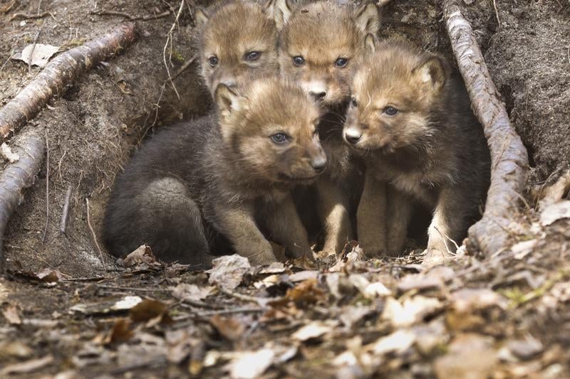 Four wolf pups sitting outside their den at around four to five weeks old in a remote corner of Voyageurs National Park