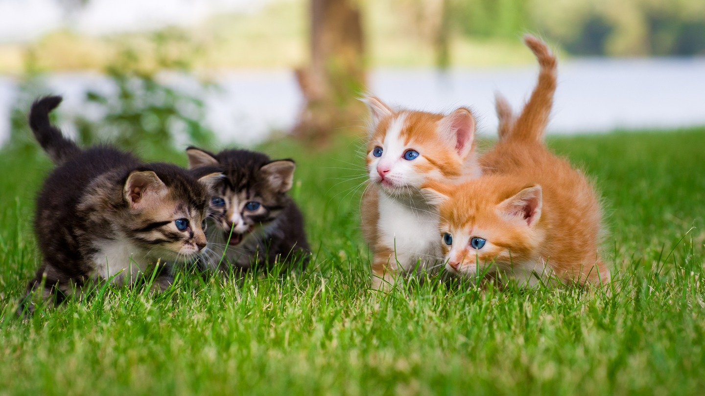 Four kittens standing in grass. Less invasive measures could protect stray cats and the environment.