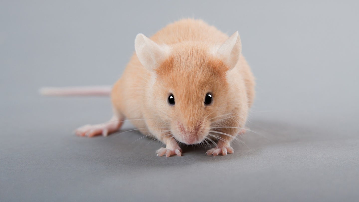 Mice lived longer lives when given the supplement taurine.