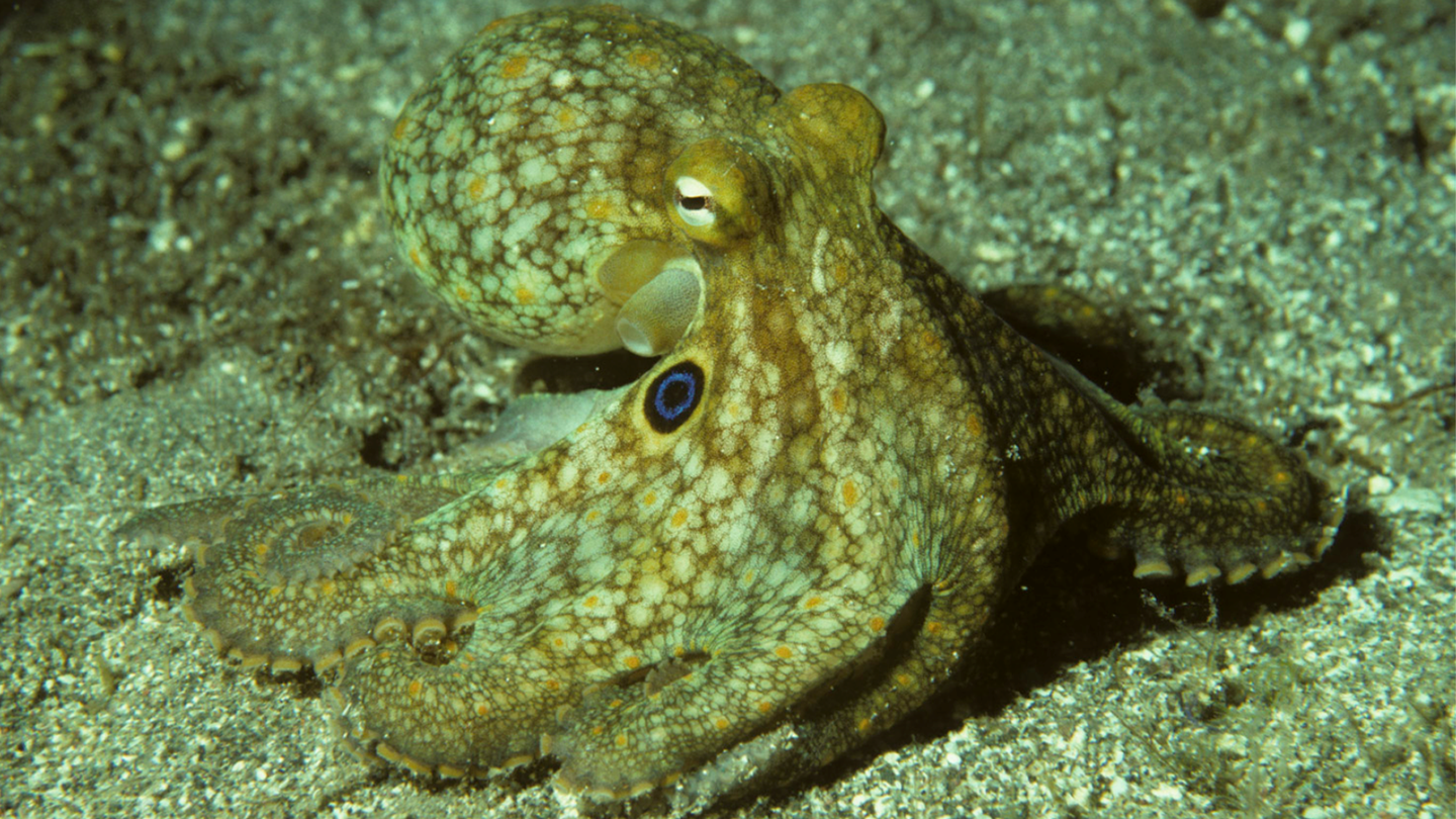 The California two-spot octopus (Bimaculoides) is the first octopus species to have its genome sequenced and is very helpful for studying cephalopods.