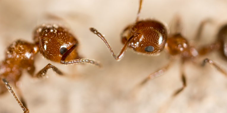 Ants brains are surprisingly good at communicating danger to others