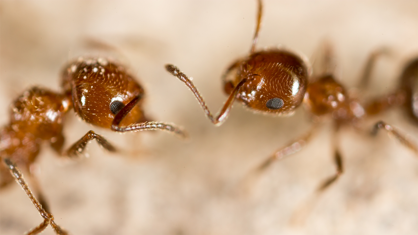 Two ants facing one another. Ants release a pheromone that helps other ants sense danger.