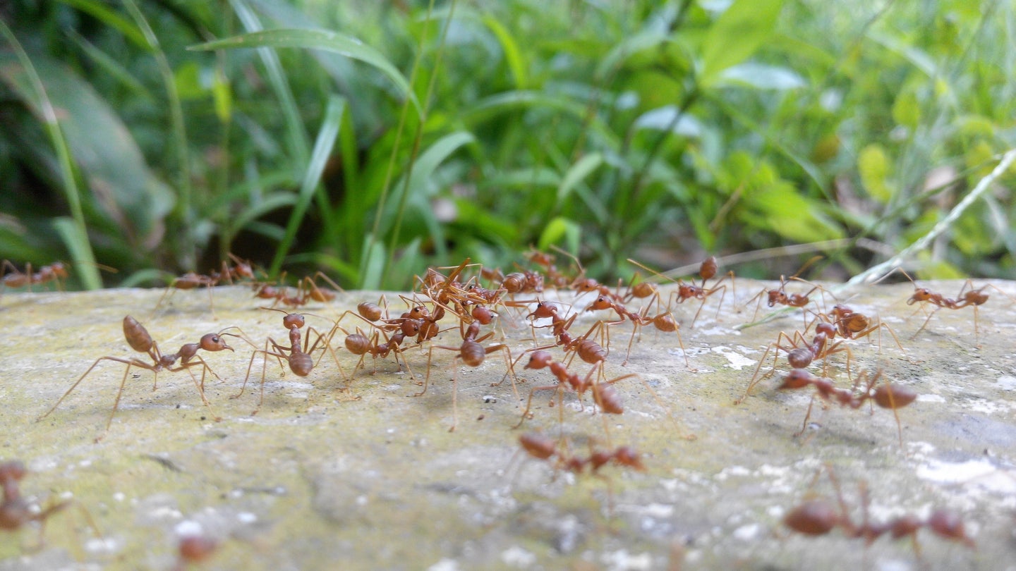 Fire ants moving across ground