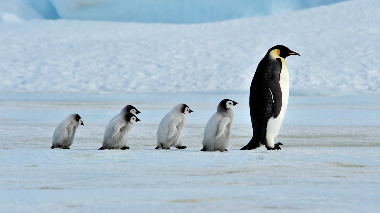 emperor penguin and chicks