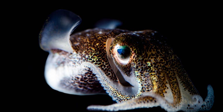 Noisy boats can cause temporary deafness in squid
