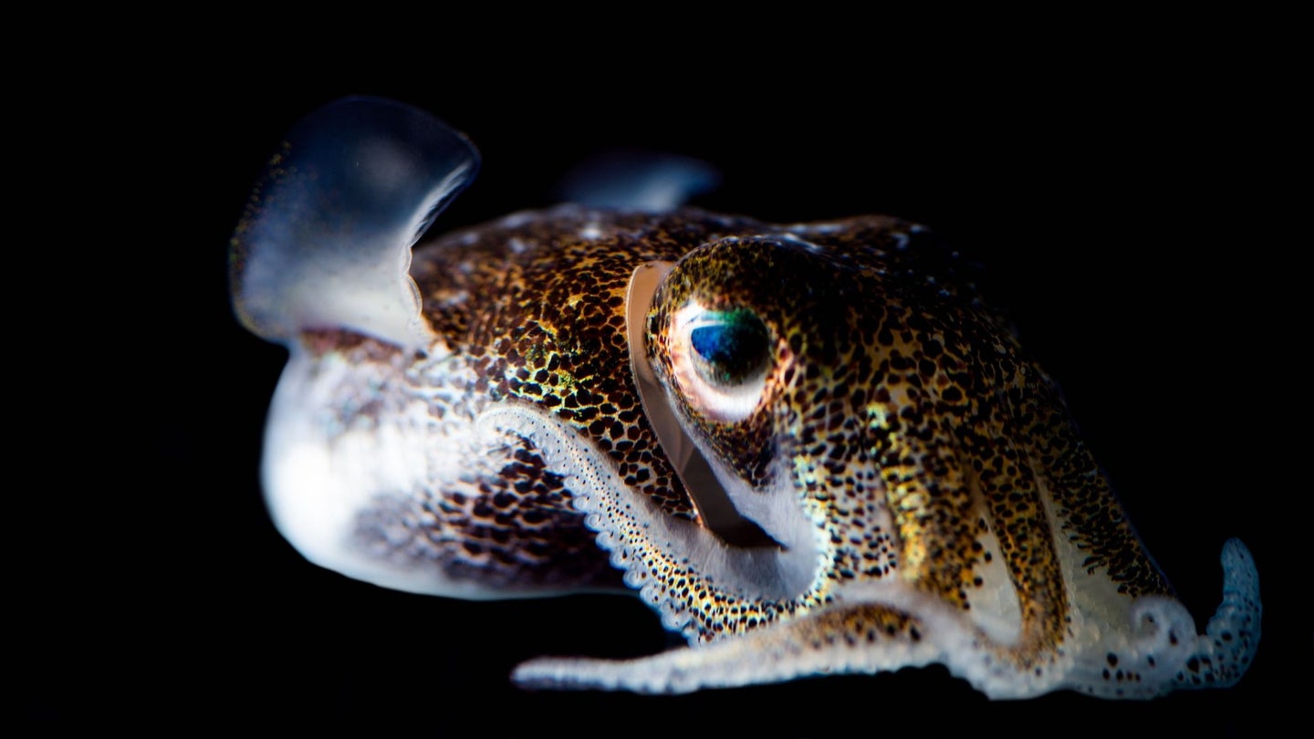 The ever-present din of vessel traffic means squid’s delicate statocysts, or hearing organs, may never get enough time to recover.