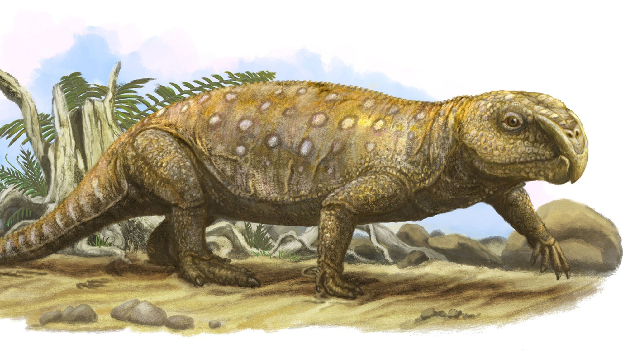 An illustration of the rhynchosaur Bentonyx from the Middle Triassic of Devon, about 245 million years ago.