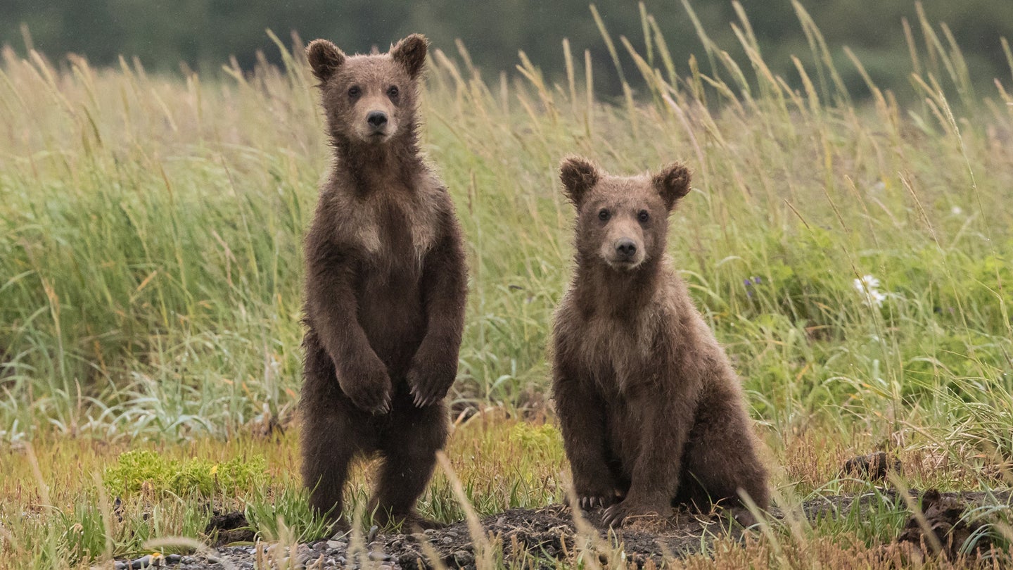 Two bear cubs in a meadow.