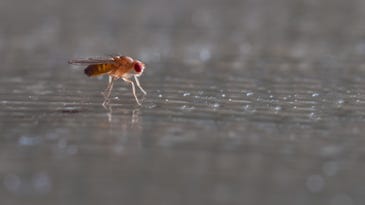 What’s life like for a fruit fly? AI offers a peek.