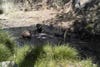 Black bear swimming in water hole in Chiricahua Mountains