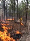 Controlled burn being set in longleaf pine forest