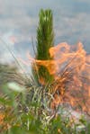 Longleaf pine needles on fire