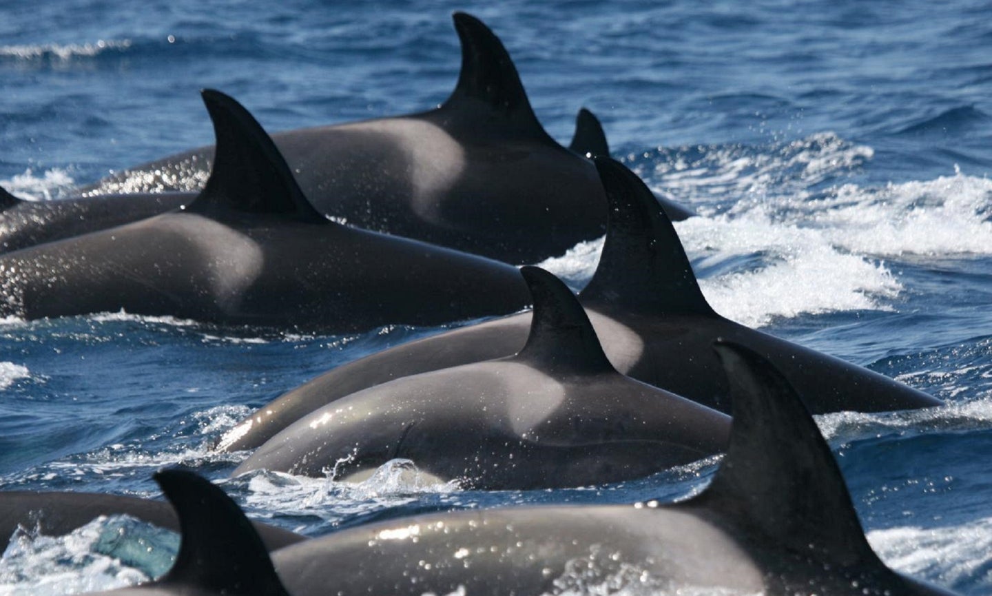 Orca whale pod off Iberian coast from the subpopulation of orcas attacking sailboats in Europe