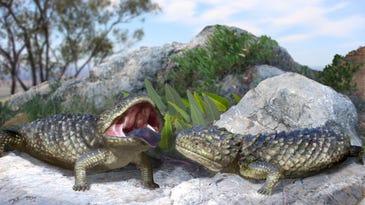 This chunky ancient lizard was 1,000 times bigger than its modern relatives