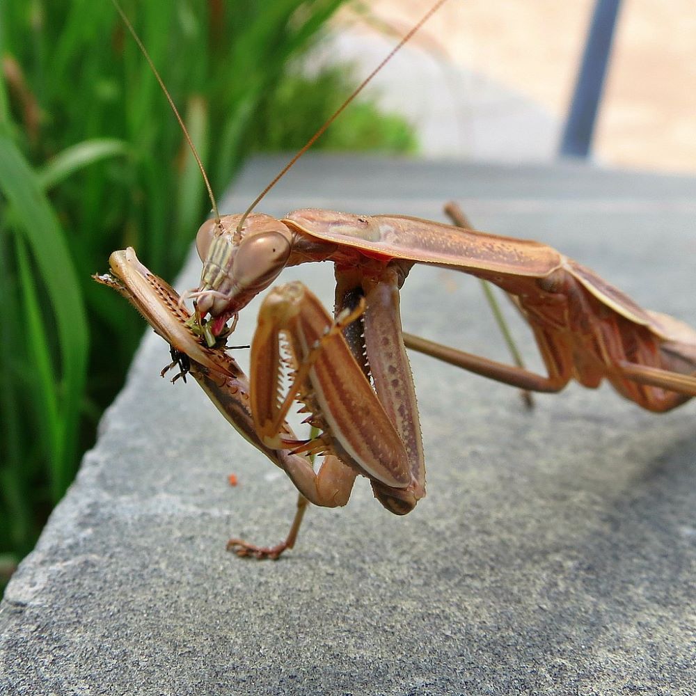 A praying mantis snacks on an arthropod.