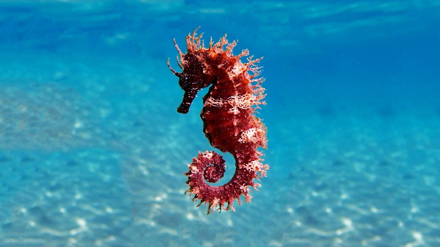 A seahorse in the Mediterranean,.