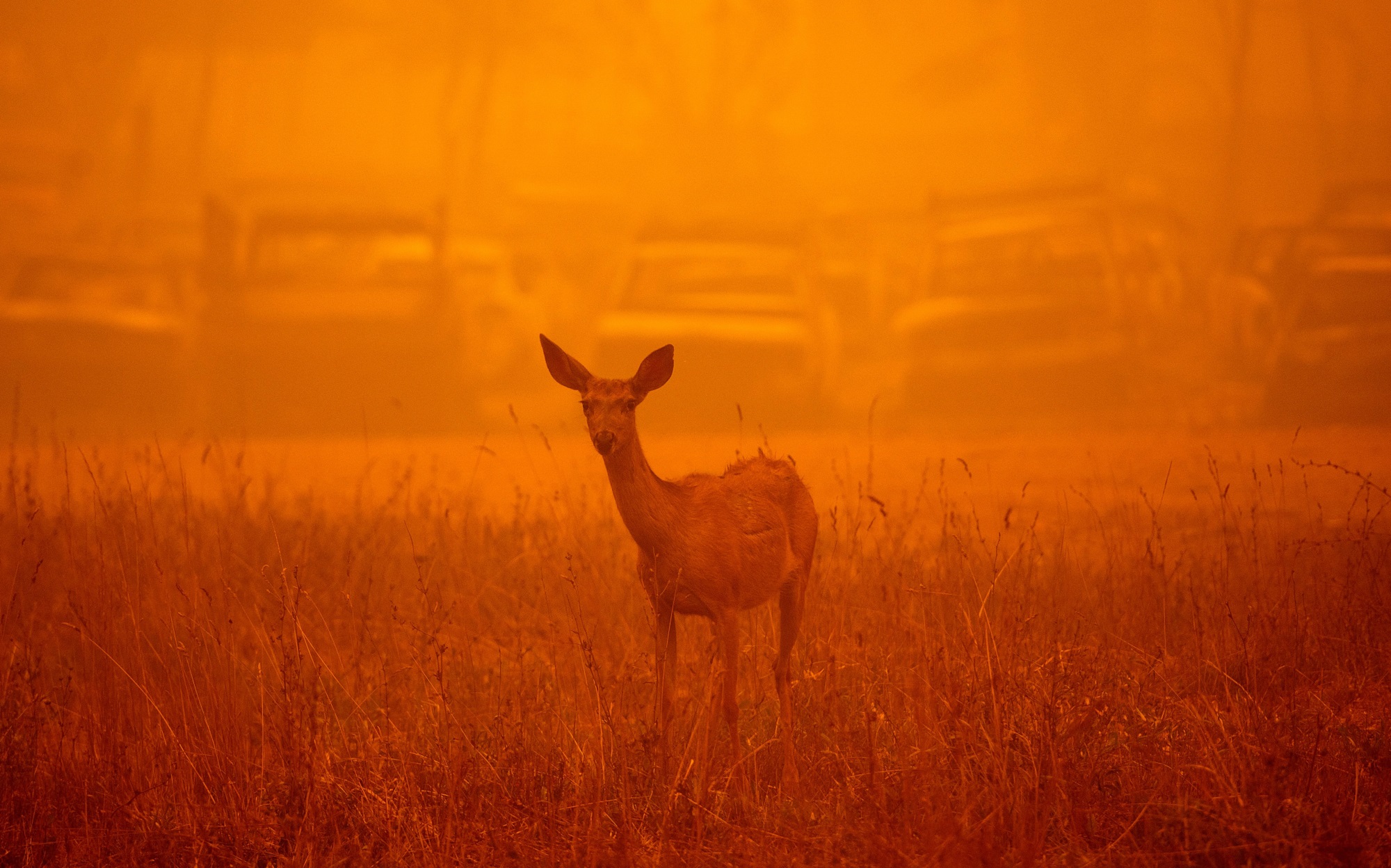 Deer and other animals in wildfire smoke during California Dixie fire in 2021