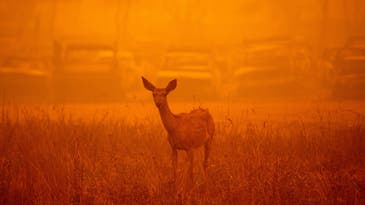 Clouds of wildfire smoke are toxic to humans and animals alike