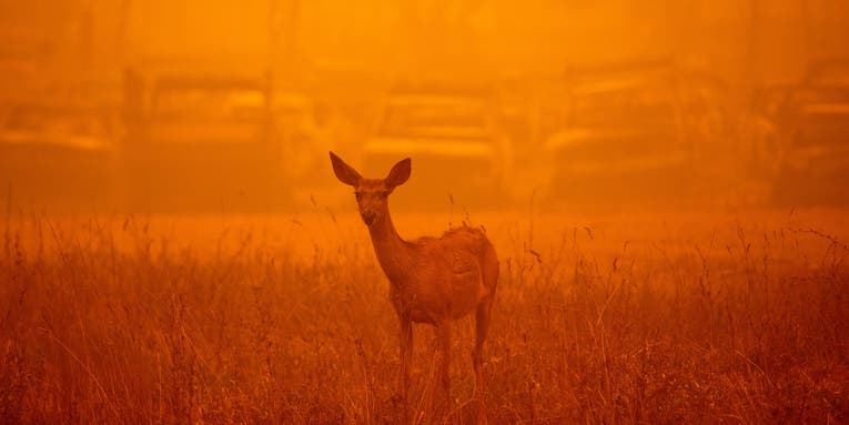Clouds of wildfire smoke are toxic to humans and animals alike