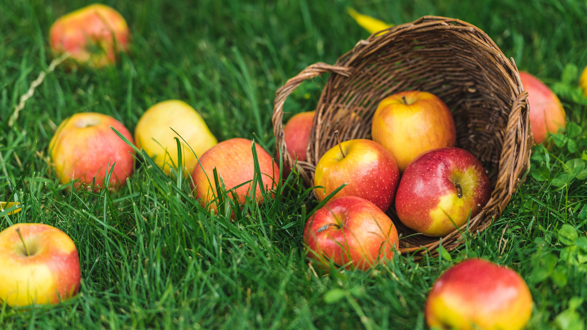 Wicker basket with apples spilled on grass