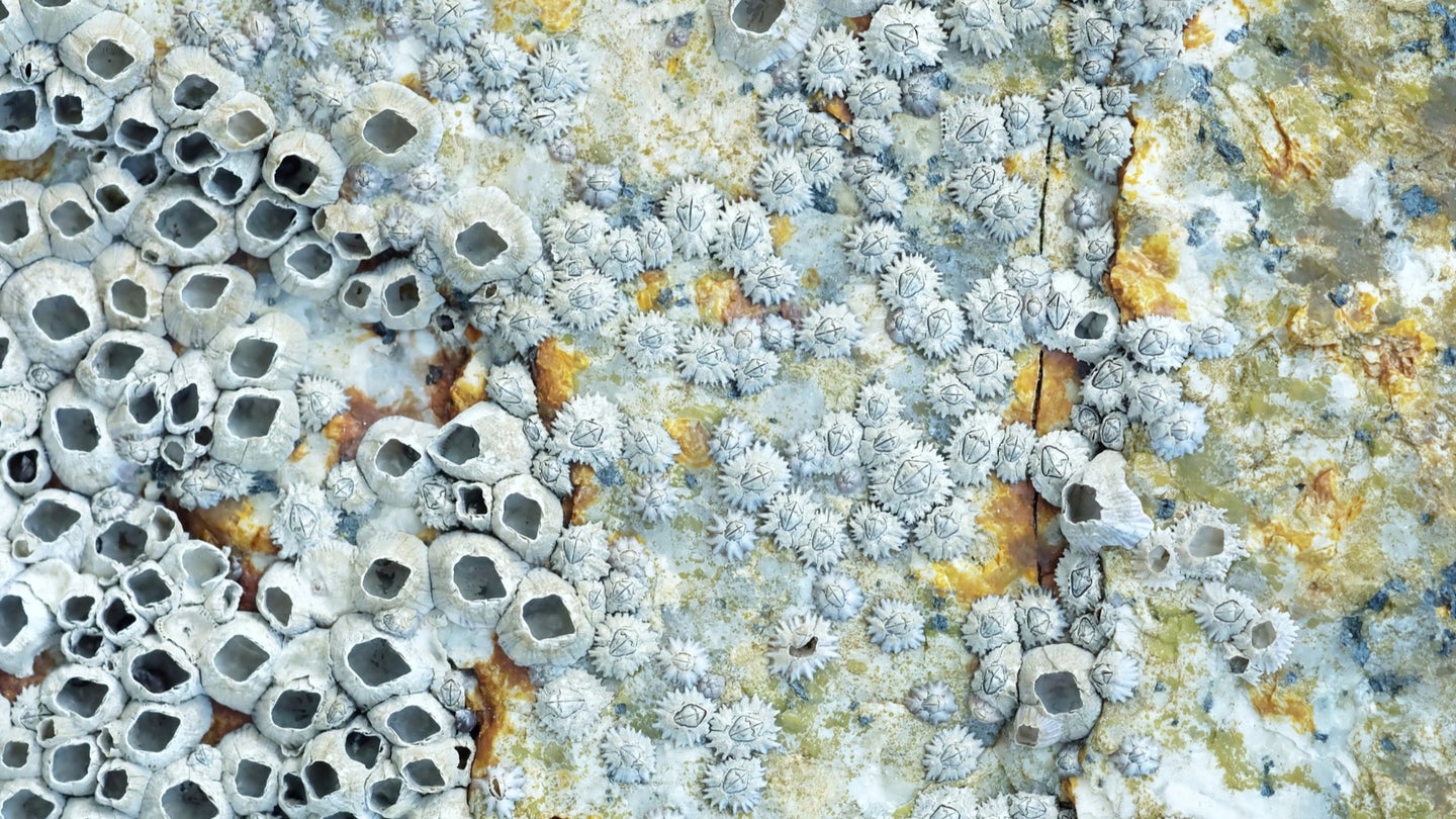 Ships at sea tend to accumulate barnacles and other marine life. This creates drag, making ships less efficient. 