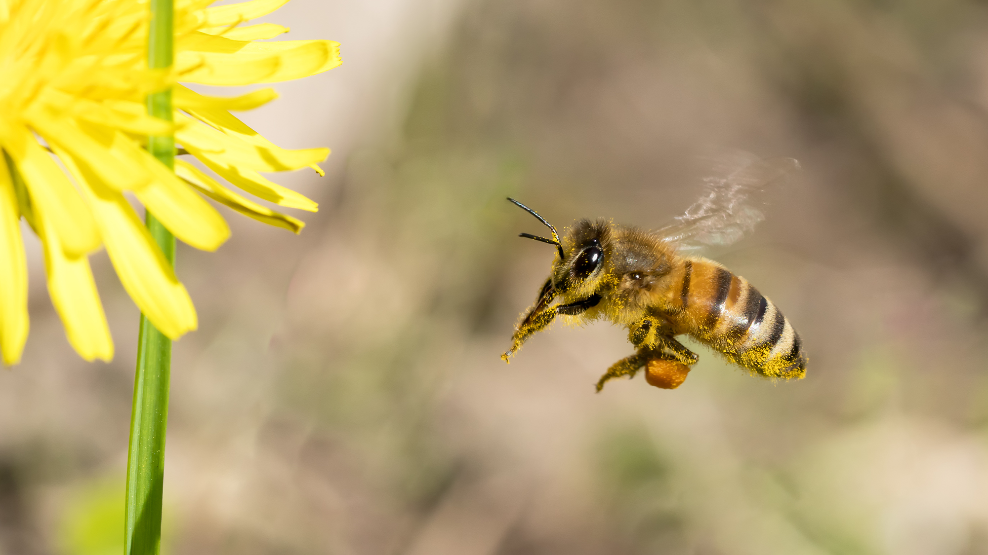 Les abeilles sont les véhicules électriques ultimes – pour les vers