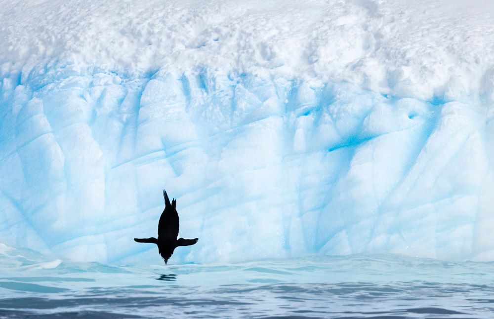 Chinstrap Penguin, wings outstretched, dives from an iceberg. Head down, its bill is nearly touching the waterâs surface. In the background, a white and blue iceberg is capped with fresh white snow. Deeply etched lines on the icebergâs sides appear like hashtags behind the black bird.