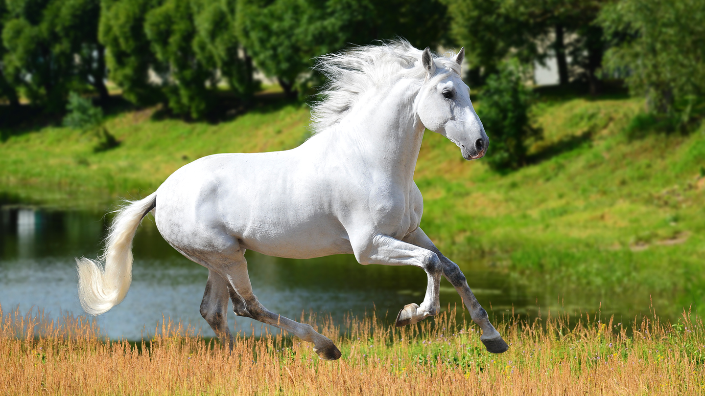 A white Andalusian horse galloping in a field.