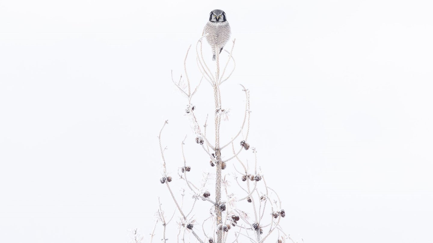 A Northern Hawk Owl looks directly into the camera as it perches at the tip of a frost-covered tree. Dark pine cones on the bare branches stand out against a white background, mirroring the pattern of the owl’s dark breast feathers.