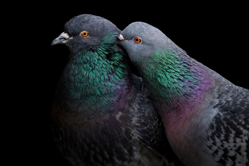 Two pigeons face left in profile, each with one orange eye in view against a black background. One bird is preening the other, its bill buried in gray, green, and purple iridescent feathers.