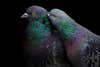 Two pigeons face left in profile, each with one orange eye in view against a black background. One bird is preening the other, its bill buried in gray, green, and purple iridescent feathers.