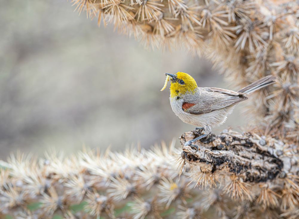 A gray Verdin with a yellow head and a small rust-colored patch on its wing stands in profile on a broken cacti branch thatâs white, brown, and green. The bird carries a pale green caterpillar in its bill.