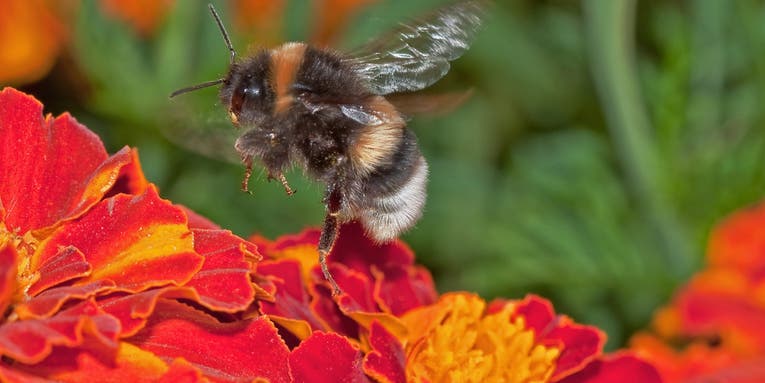 Microscopic worms use electricity to ride bumblebees like EVs