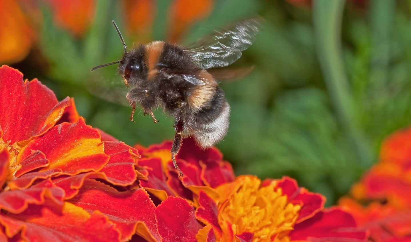 Bumblebee pollinator over red and orange flowers