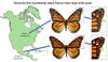 Eastern monarch white wing spot comparison based on migration distance