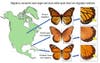Monarch butterfly white wing spot comparison between three North American species