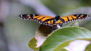 Monarch butterflies’ signature color patterns could inspire better drone design