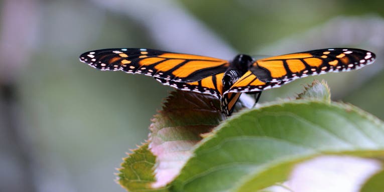Monarch butterflies’ signature color patterns could inspire better drone design