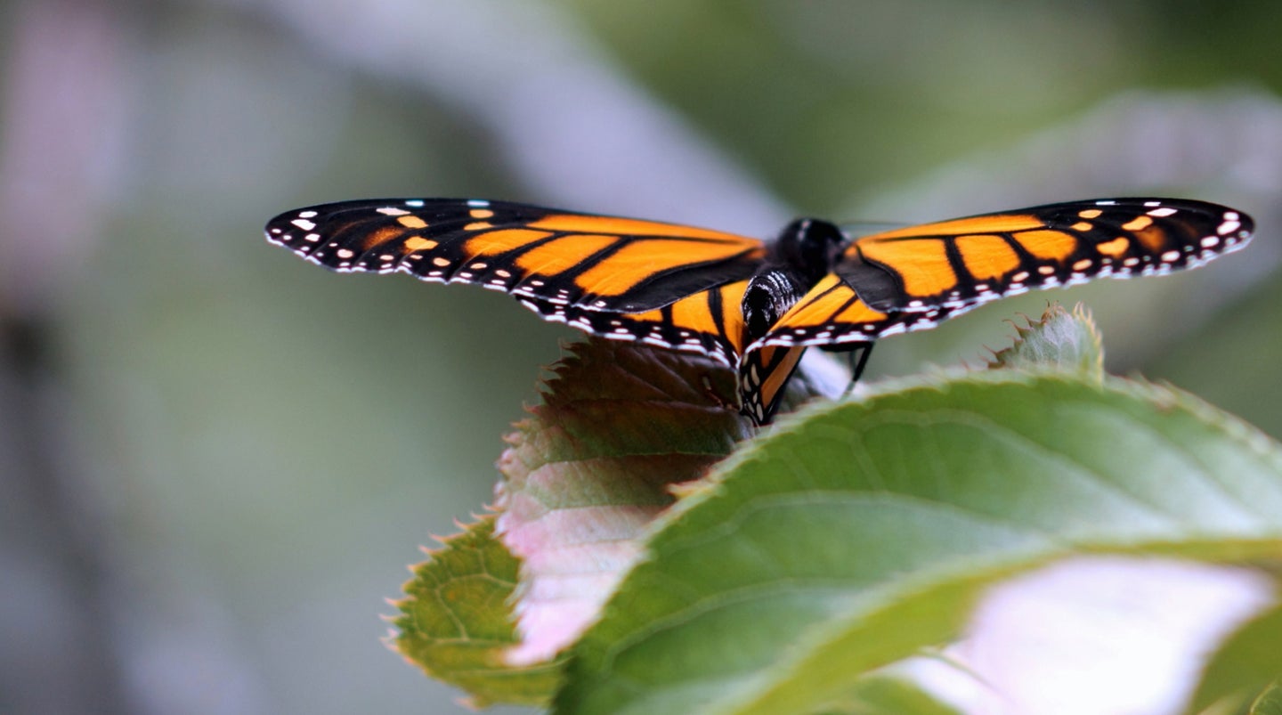 Monarch butterfly during migration perched on leaf with wings spread out