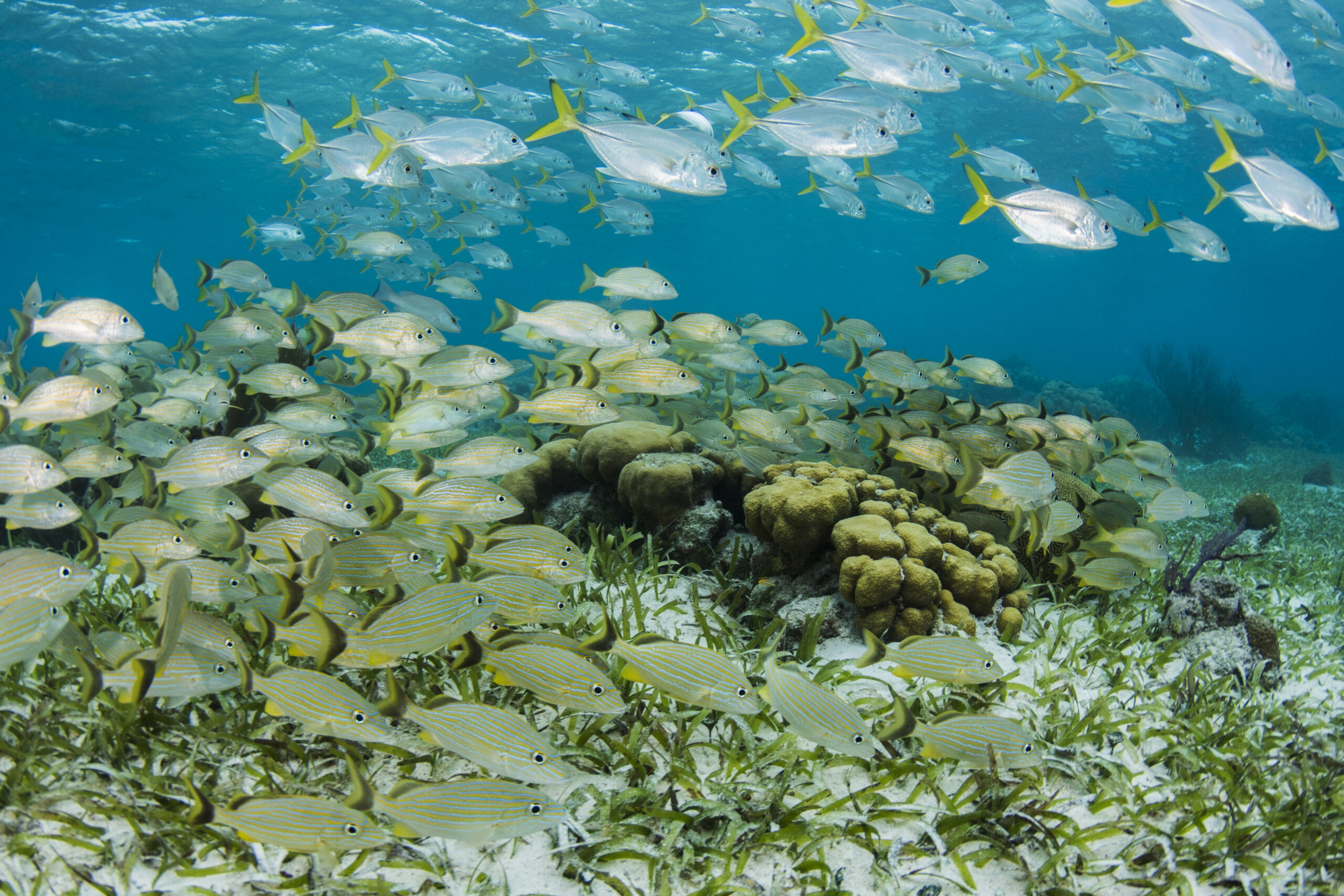A school of grunts and horse-eye jack fish swim above a reef in Hol Chan Marine Reserve near Ambergris Cay, Belize.