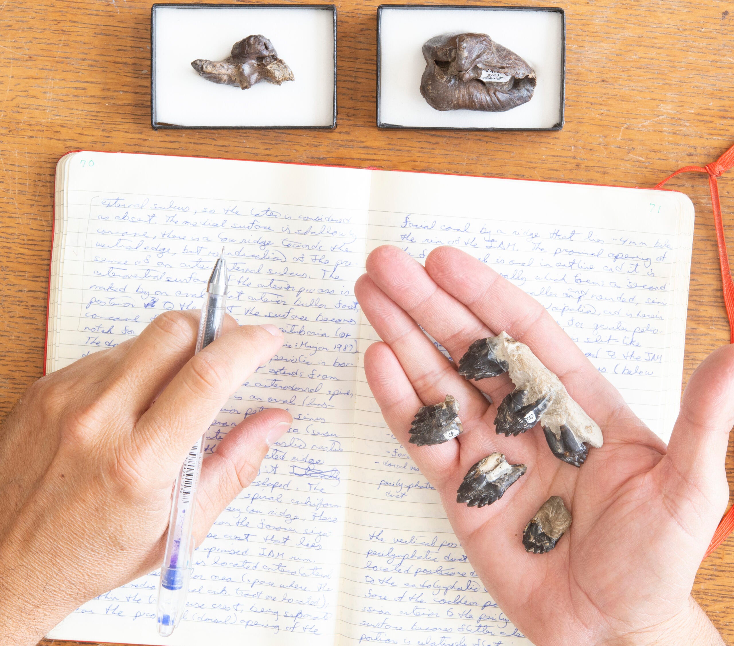 A hand holds some fossilized specimens over a nobteook with notes handwritten in blue pen. Two other fossils sit on top of the notebook