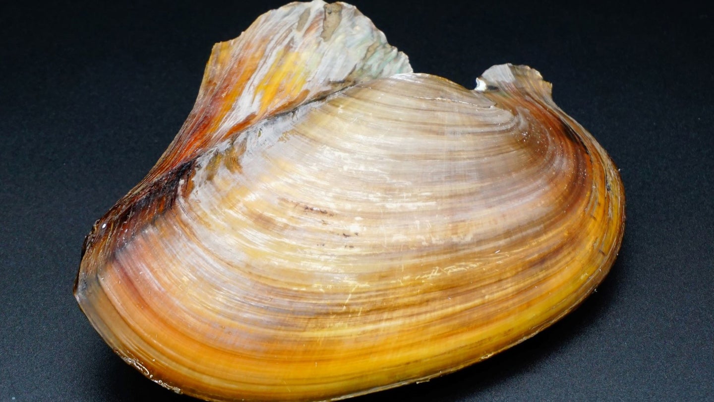 A cockscomb pearl mussel.