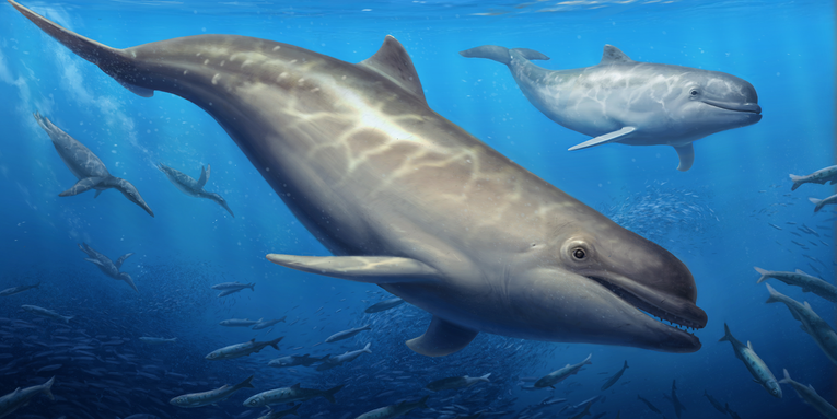 This dolphin ancestor looked like a cross between Flipper and Moby Dick