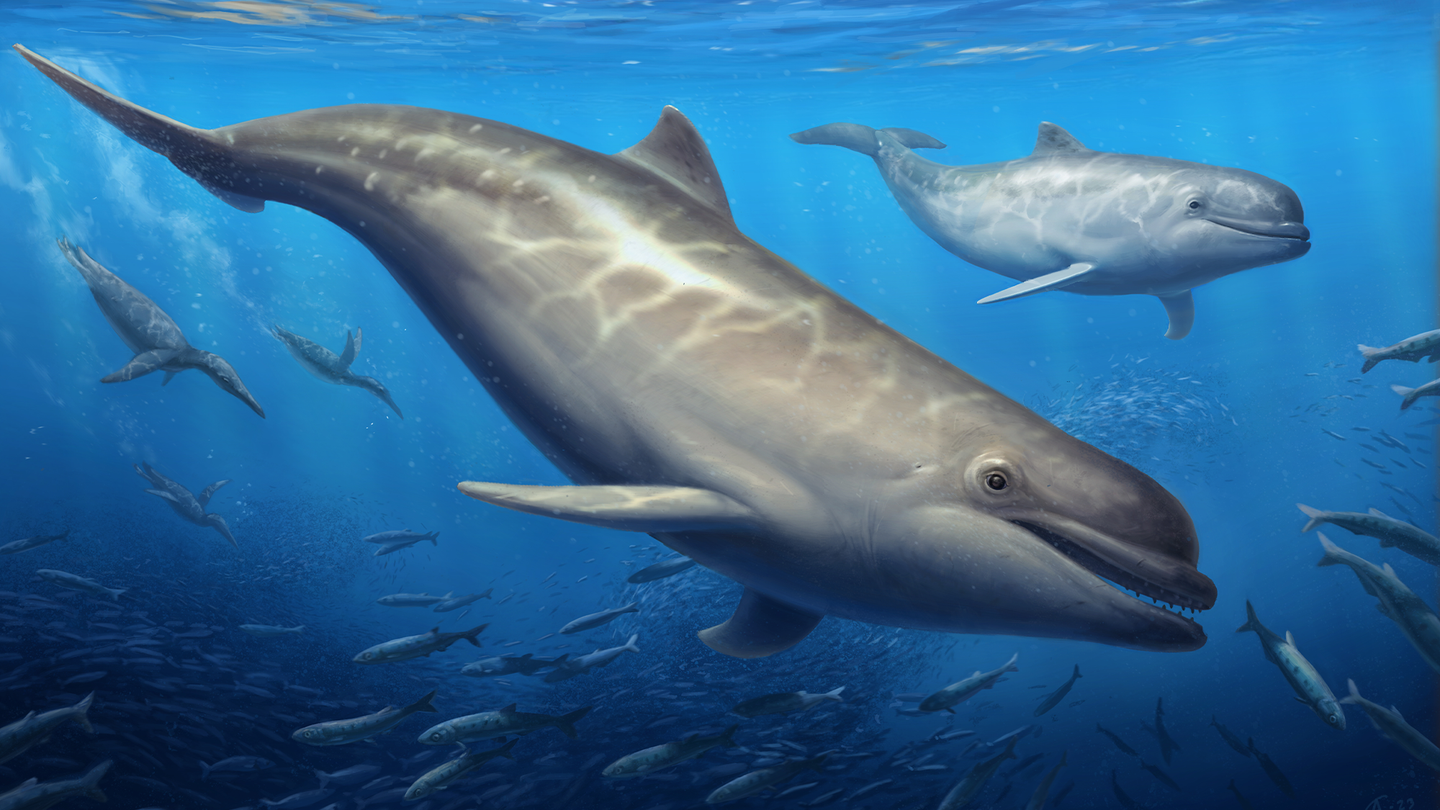 An artist’s reconstruction of Olympicetus thalassodon pursuing a school of fishes alongside plotopterid birds (background) somewhere in the eastern North Pacific Ocean.