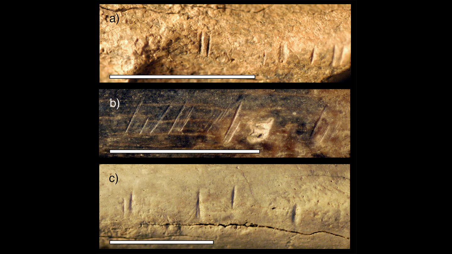 Close-up photos of three fossil animal specimens from the same area and time horizon as the fossil hominin tibia studied by the research team. These fossils show similar cut marks to those found on the hominin tibia studied. The photos show (a) an antelope mandible, (b) an antelope radius (lower front leg bone) and (c) a large mammal scapula (shoulder blade).