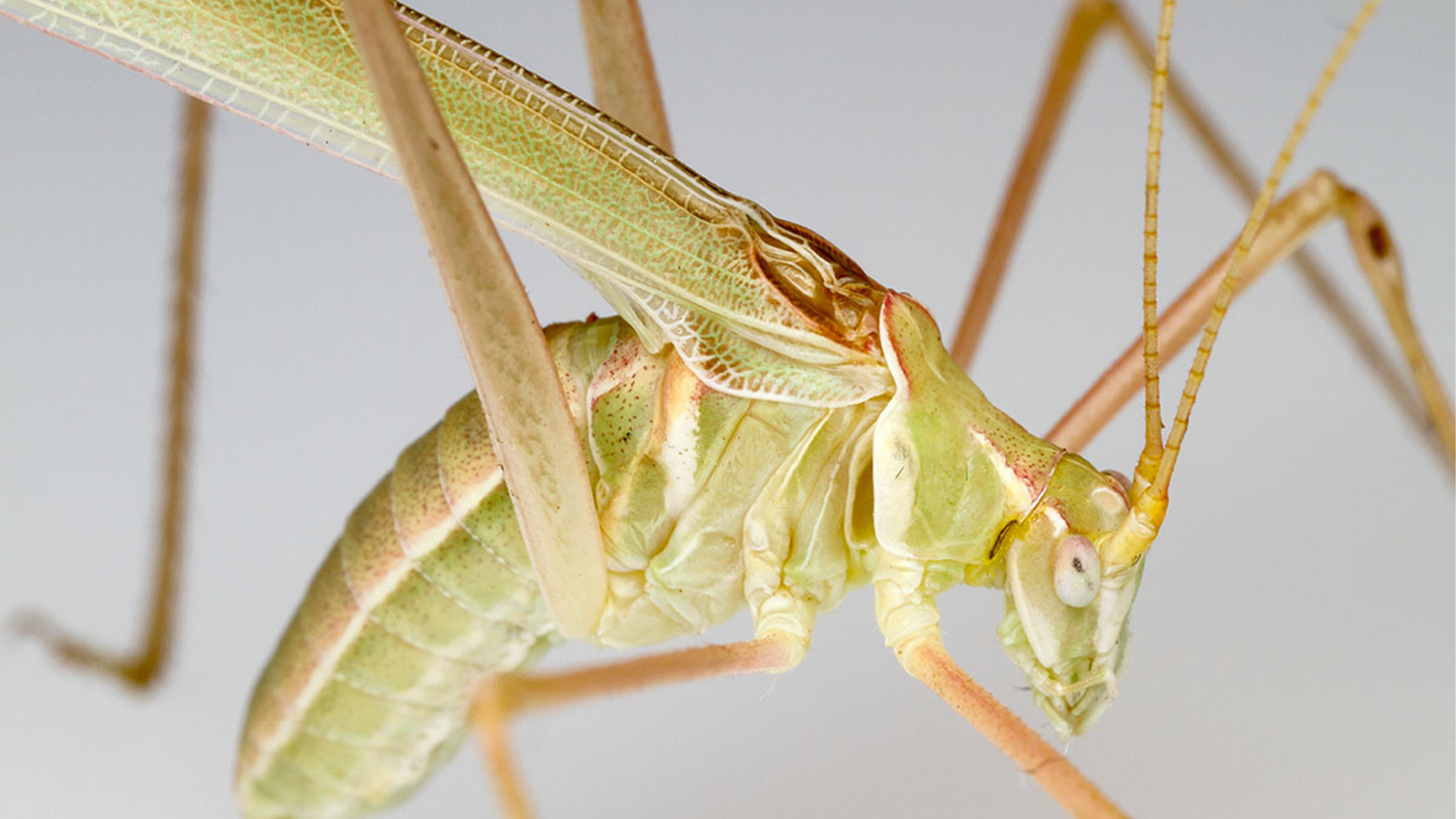 A close-up of a katydid, an insect with six long and lean legs.