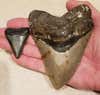 A much larger upper tooth from a megalodon ,next to the smaller upper tooth of a a white shark