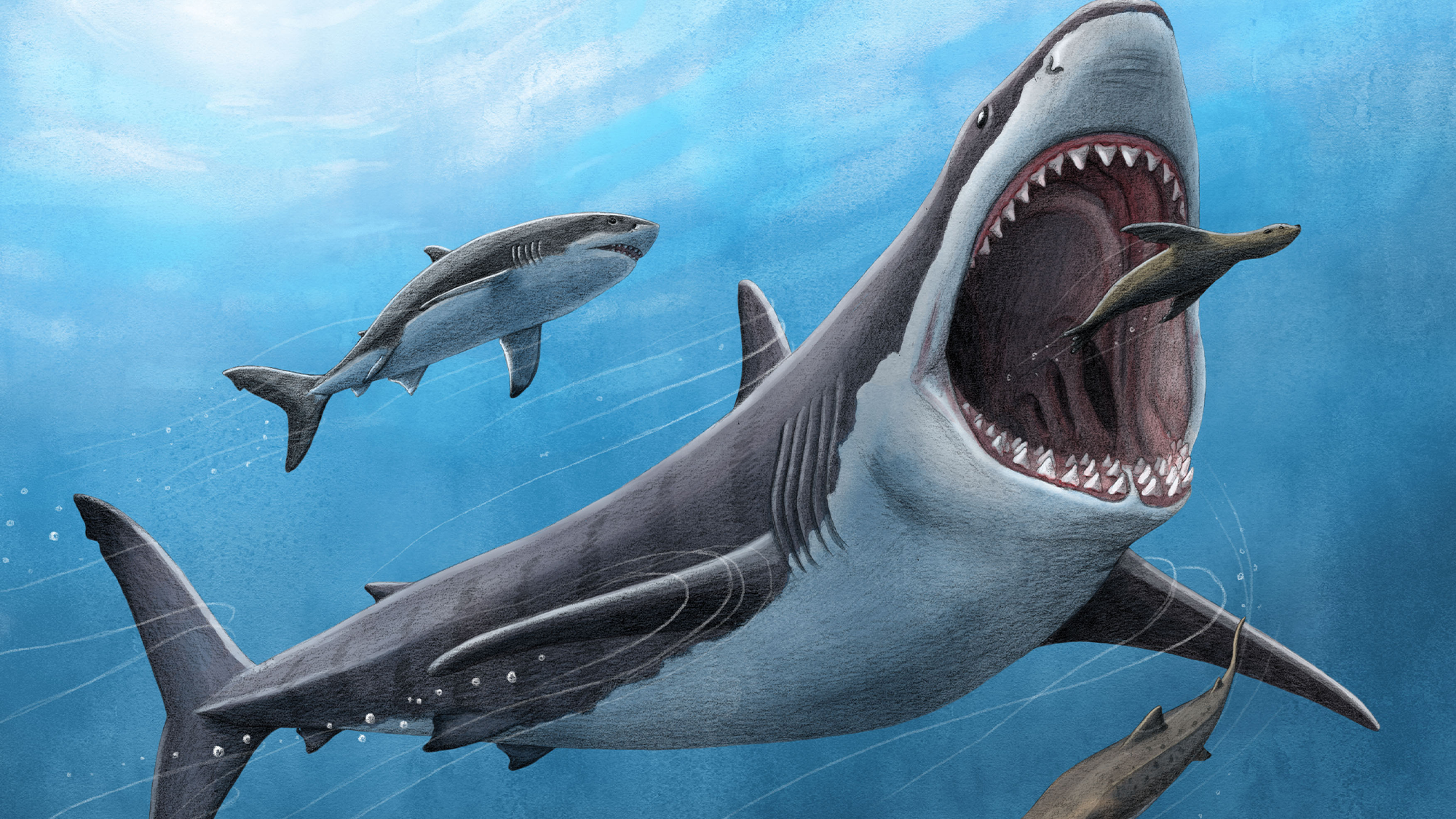 Megalodons were likely warm-blooded, despite being stone-cold killers