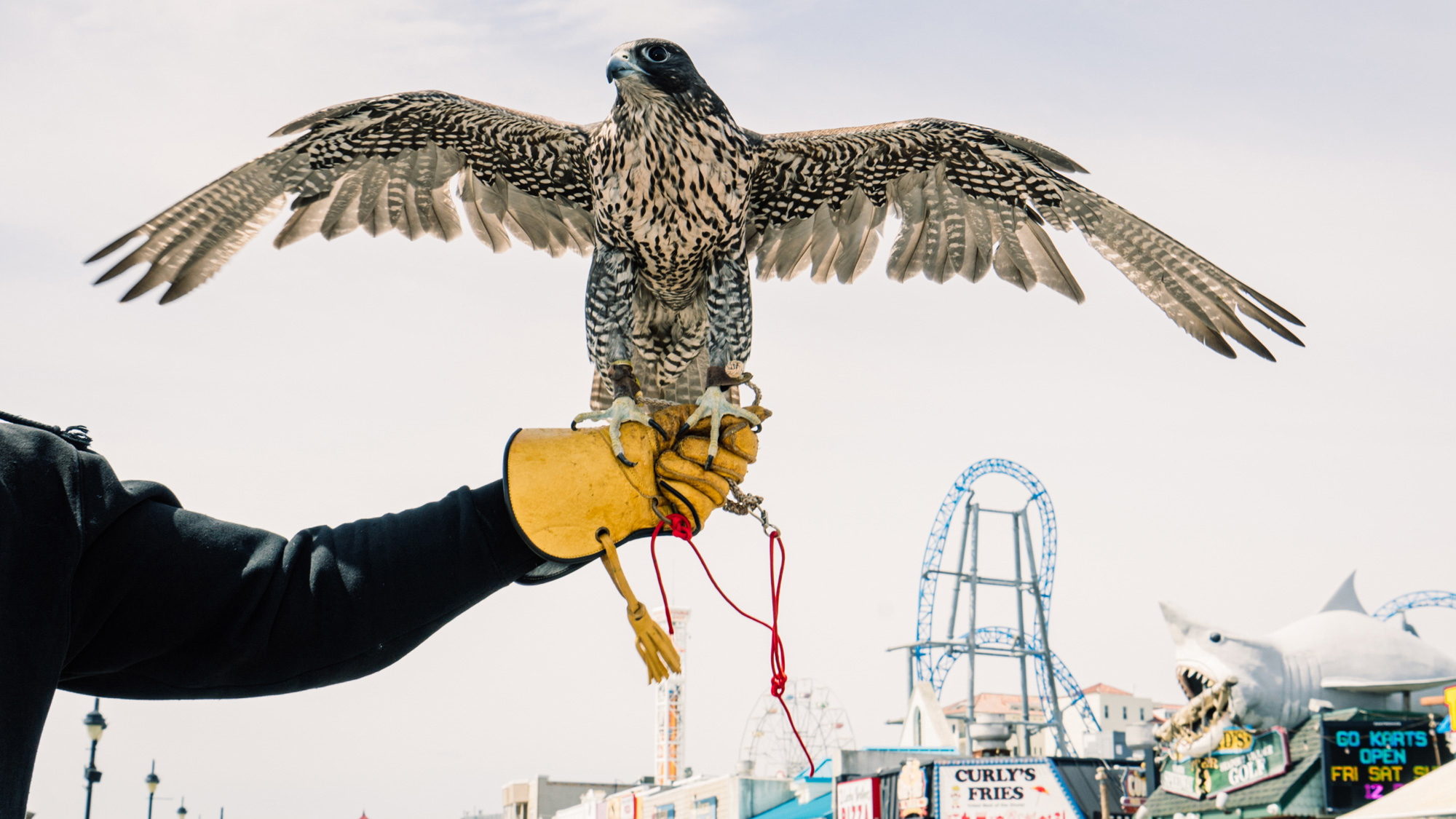 falcon perches on handler's glove, jersey shore attractions in background